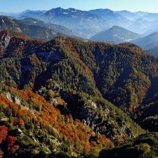 Ancient and Primeval Beech Forests of the Carpathians