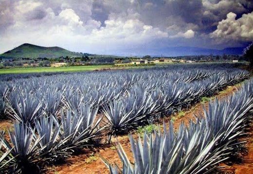 Agave Cultural Landscape of Tequila