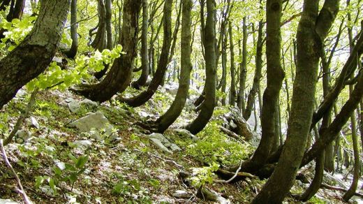 Ancient and Primeval Beech Forests of the Carpathians