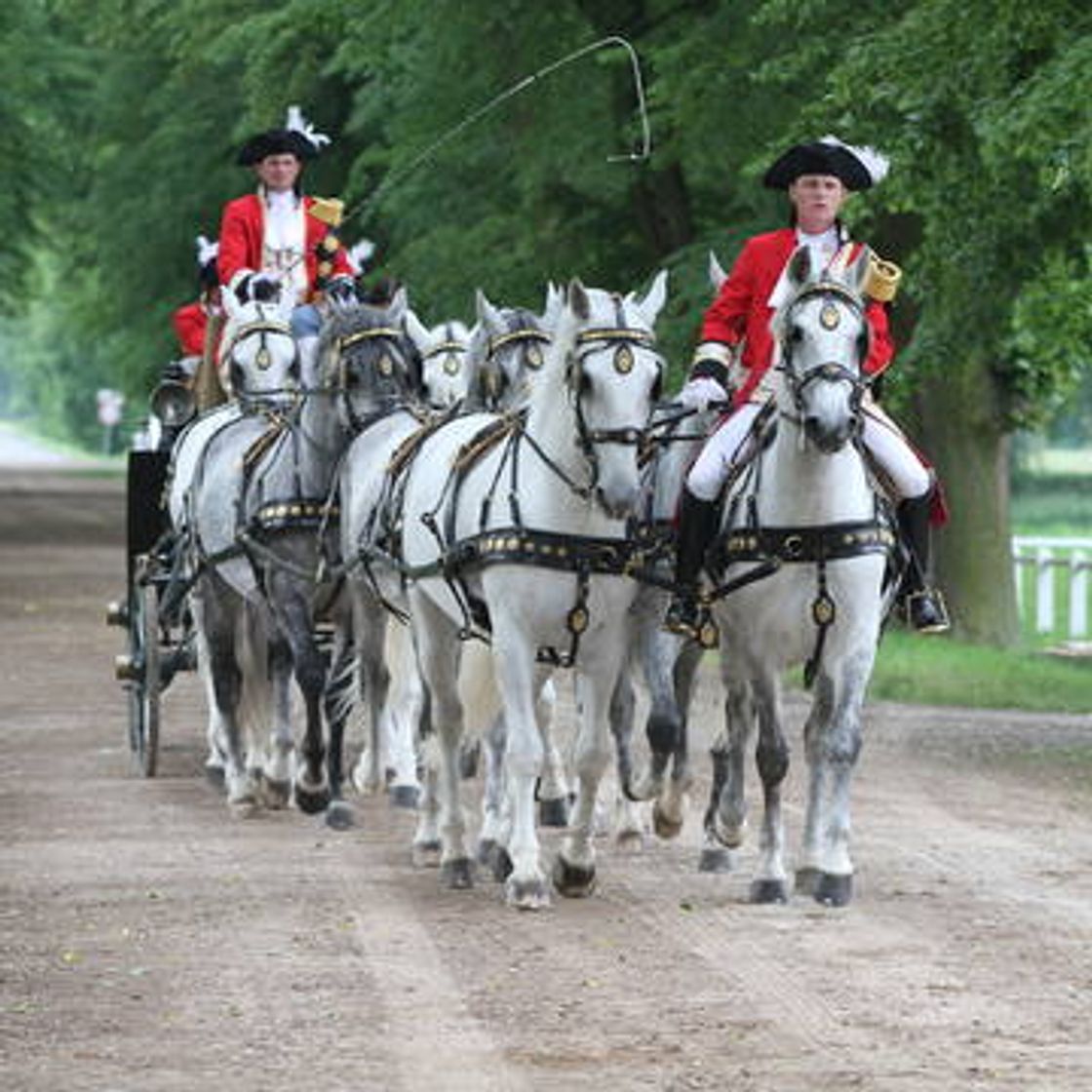 Fashion Landscape for Breeding and Training of Ceremonial Carriage