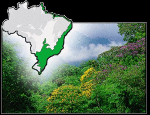 Atlantic Forest Southeast Reserves