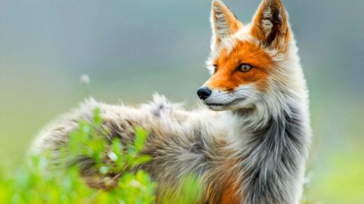 Zorros, animales más bonitos del mundo :: Imágenes y fotos
