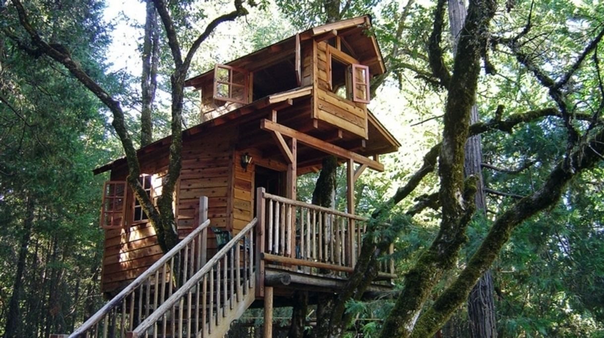 Social Casas en árbol 