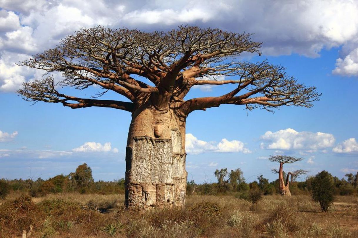 Lugar Savana