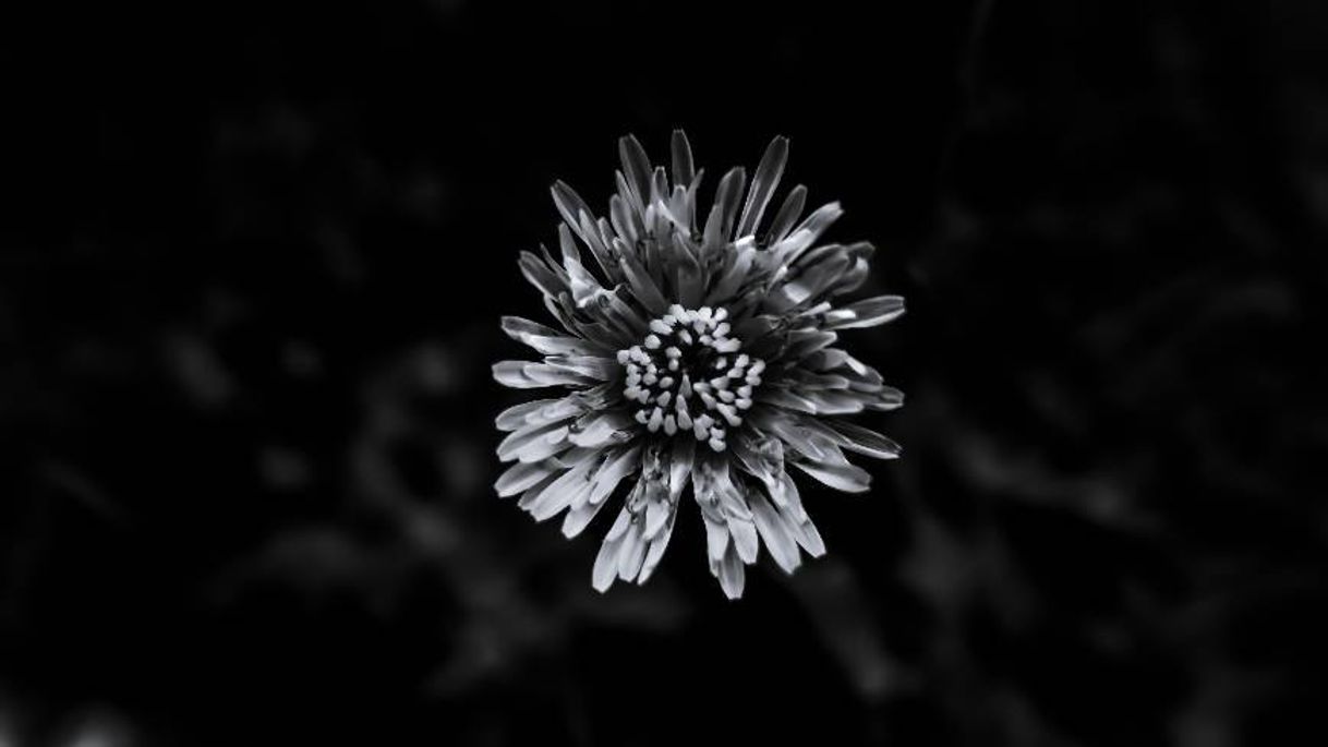 Moda B&W flower