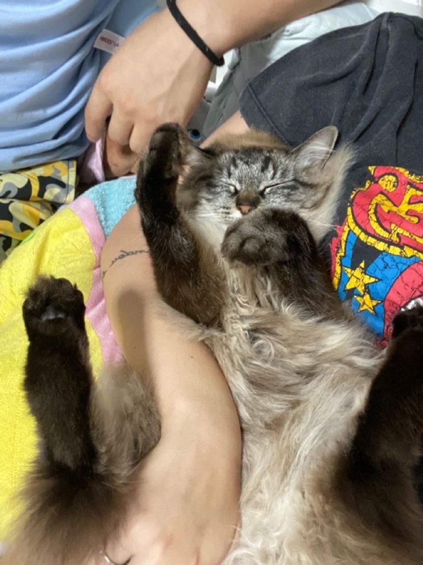 Meu gato