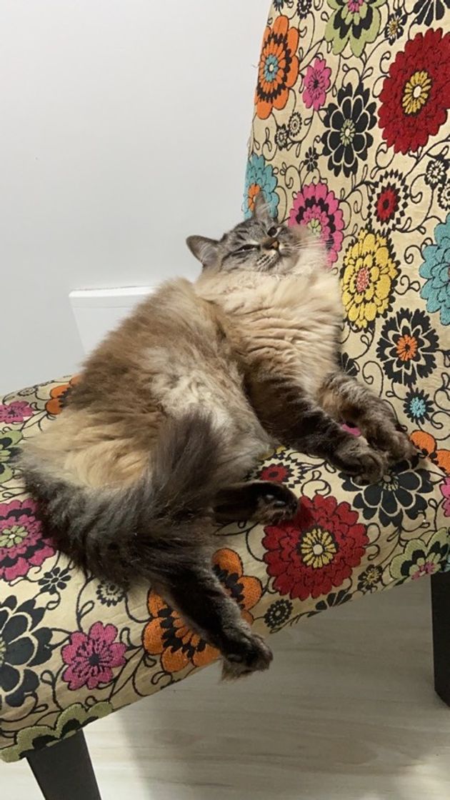Minha gata 