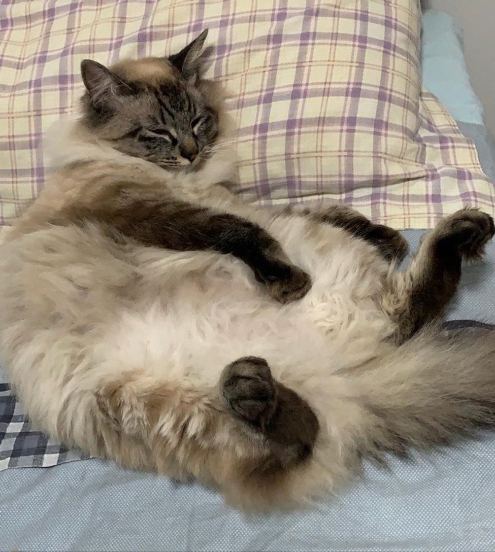 Minha gata 