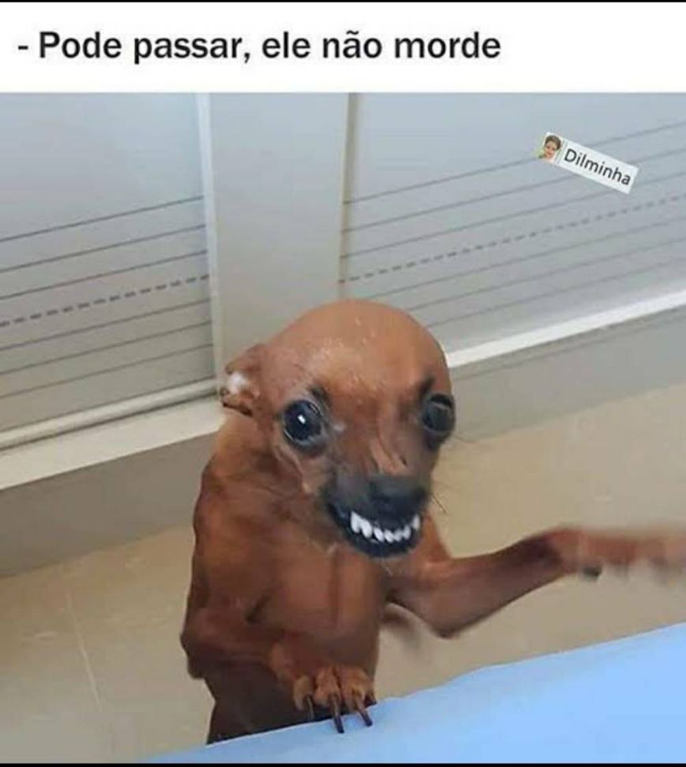 Social 🐶😍