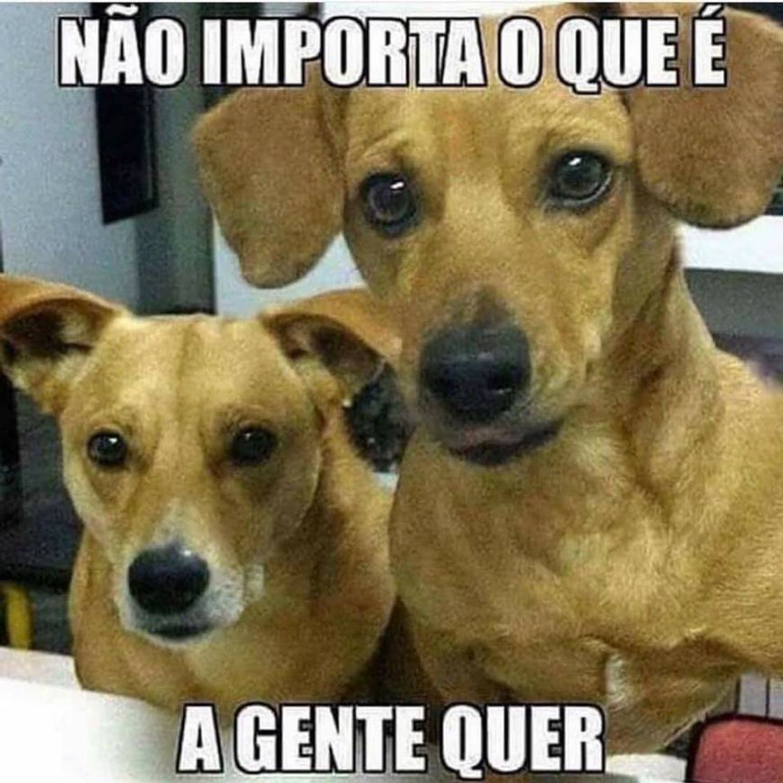 Fashion Sempre 🐶👀😂