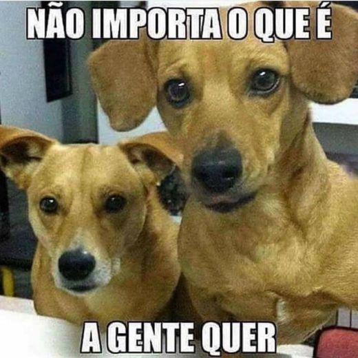 Sempre 🐶👀😂