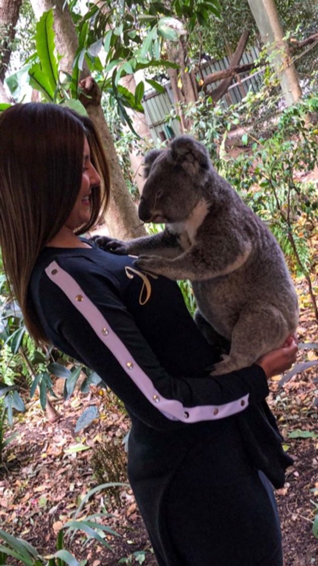 Place Lone Pine Koala Sanctuary