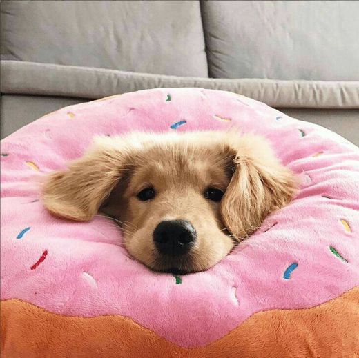 🍩🐾