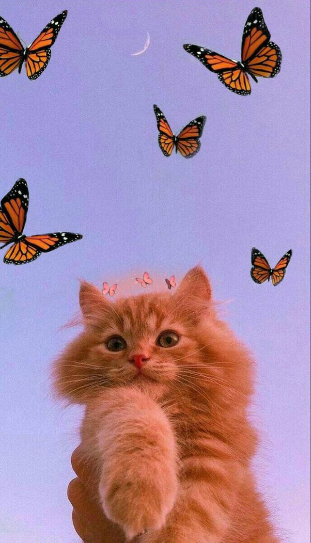 Gatos 