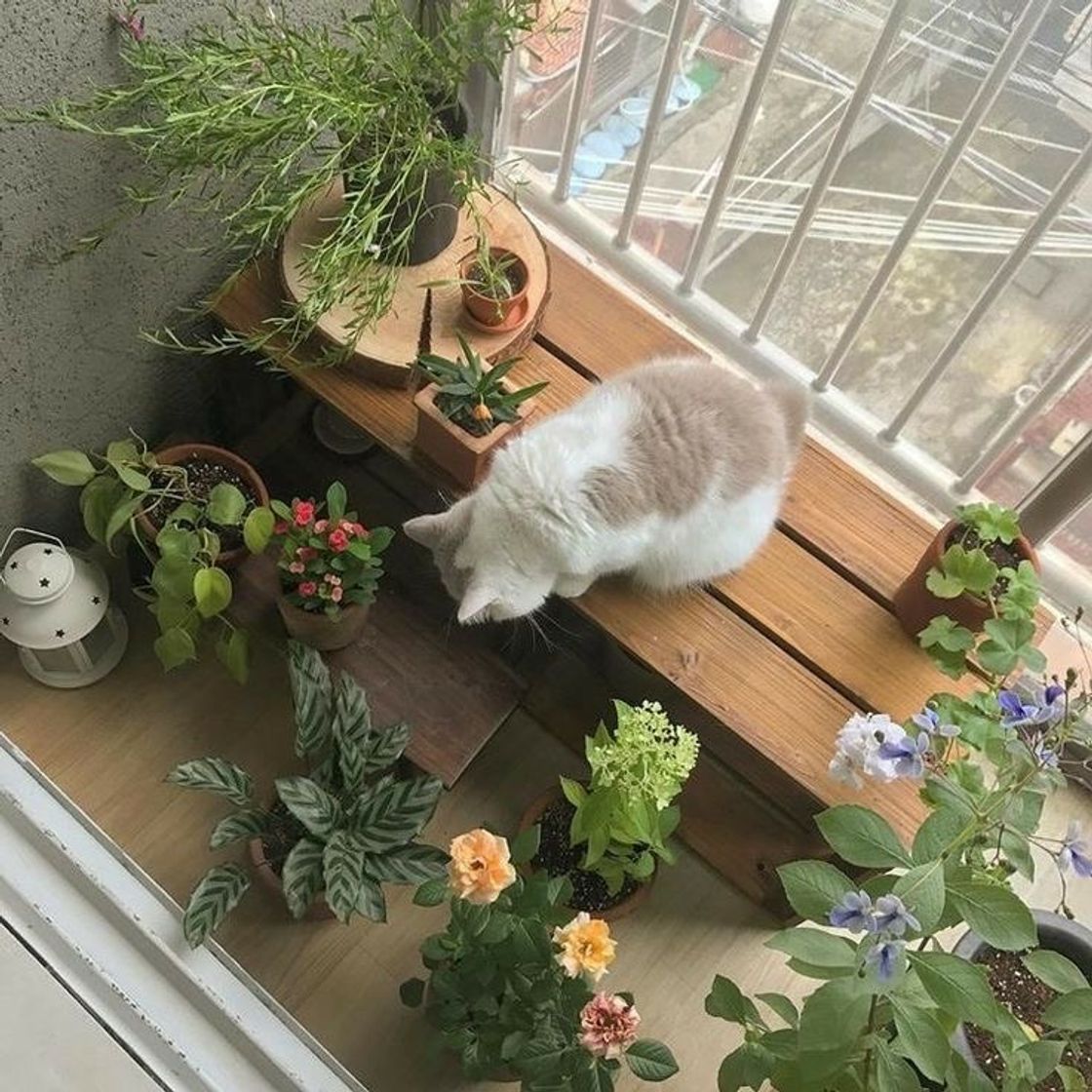 Fashion gatinho com plantinhas <3