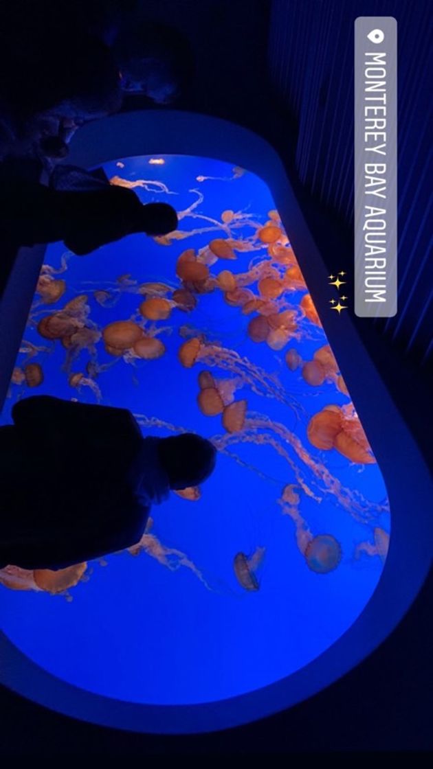 Place Monterey Bay Aquarium