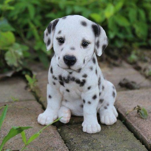 Dalmata bebê😍