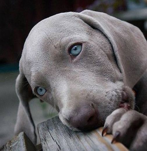 😍doguinho fotogênico