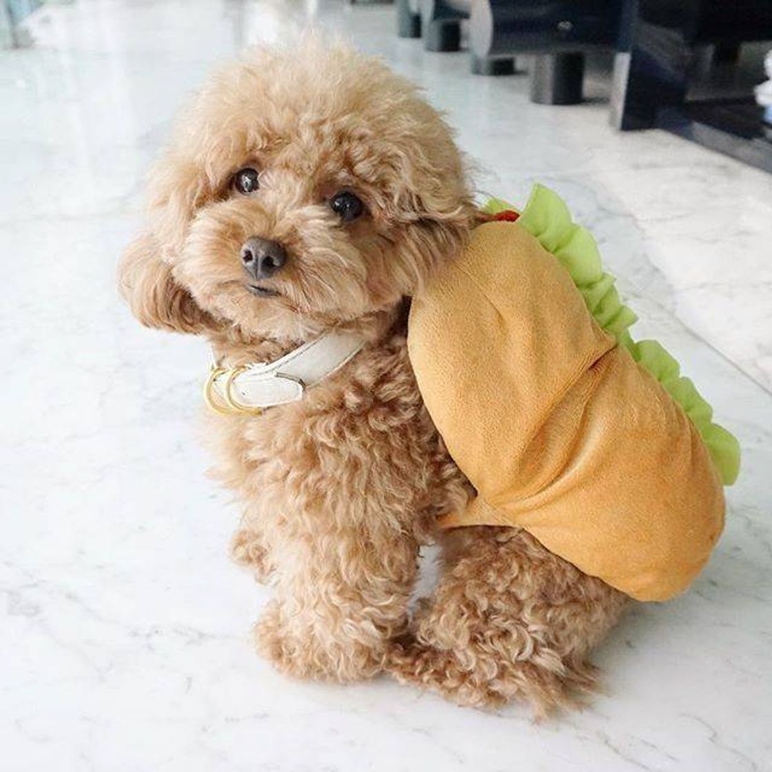 Fashion Hotdoguinho😍