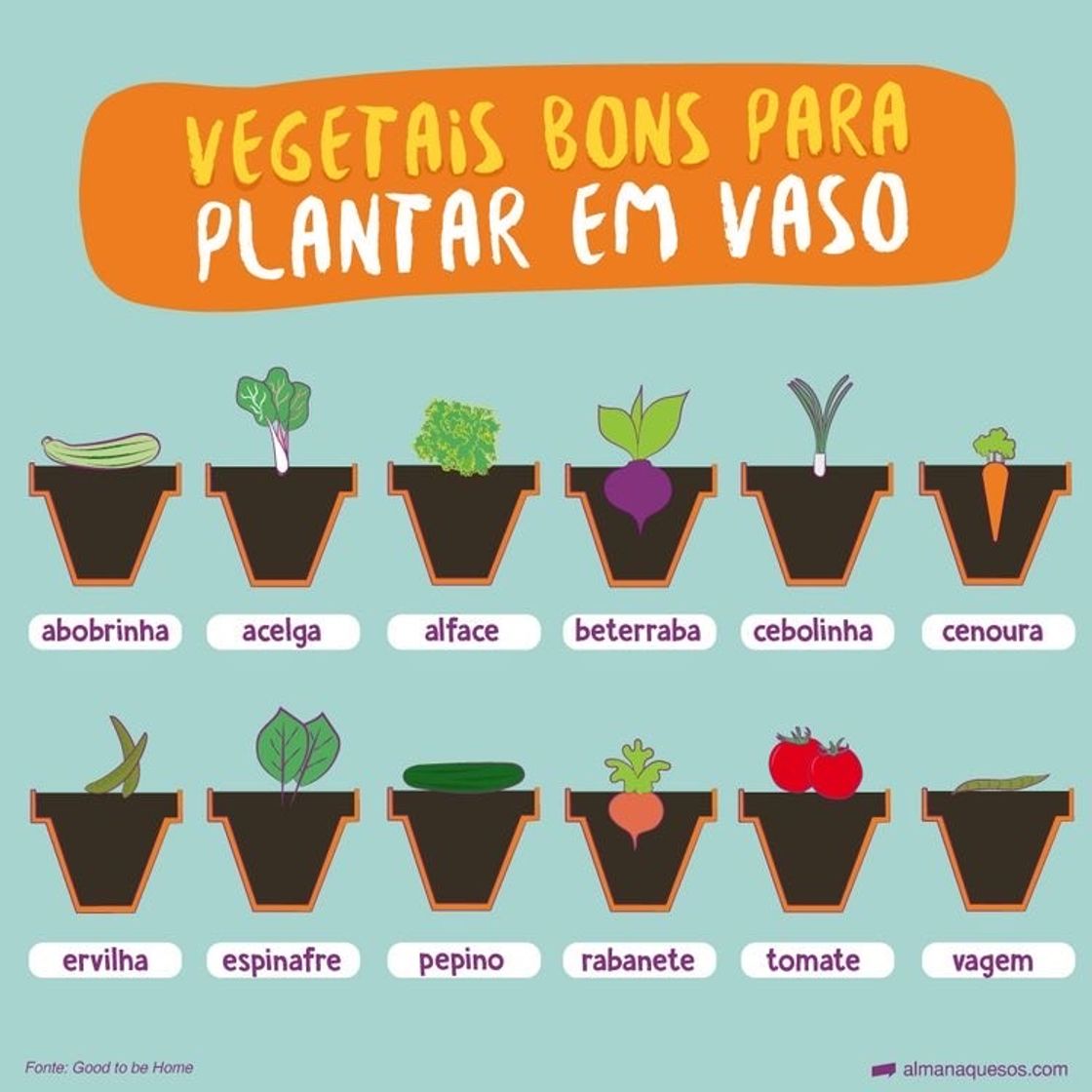 Moda Plantas para vaso