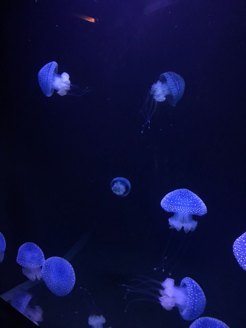 Place Oceanario de Lisboa