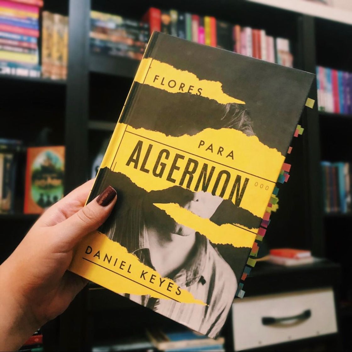 Libro Flores para Algernon