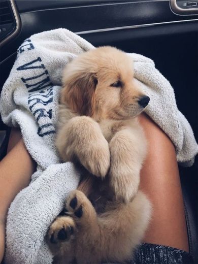 Golden retriever 