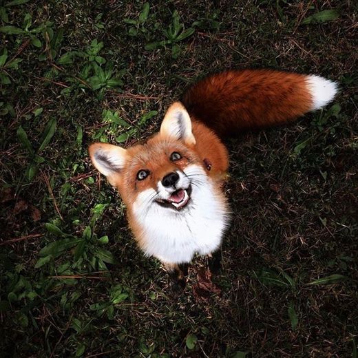 Little fox 🦊