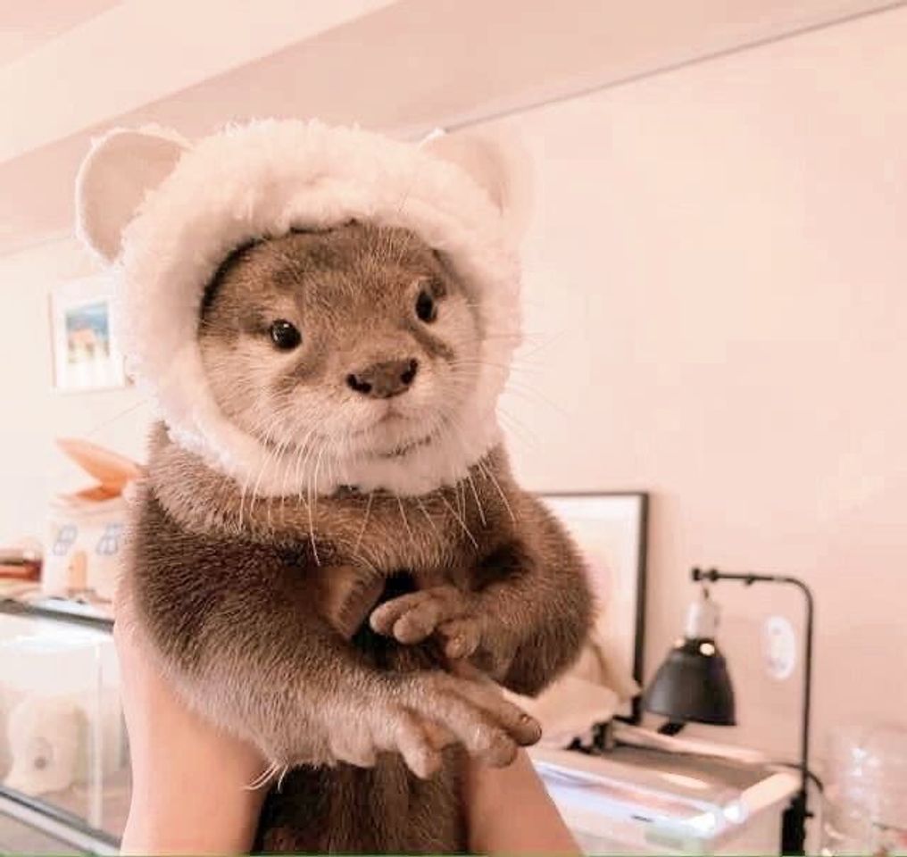 Fashion Little otter 🦦