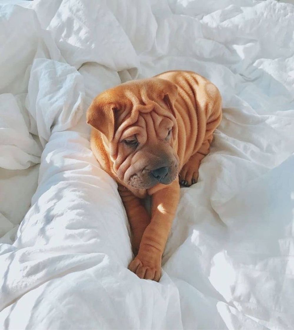 Fashion Shar-pei 🤎