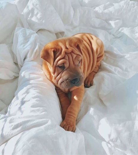 Shar-pei 🤎