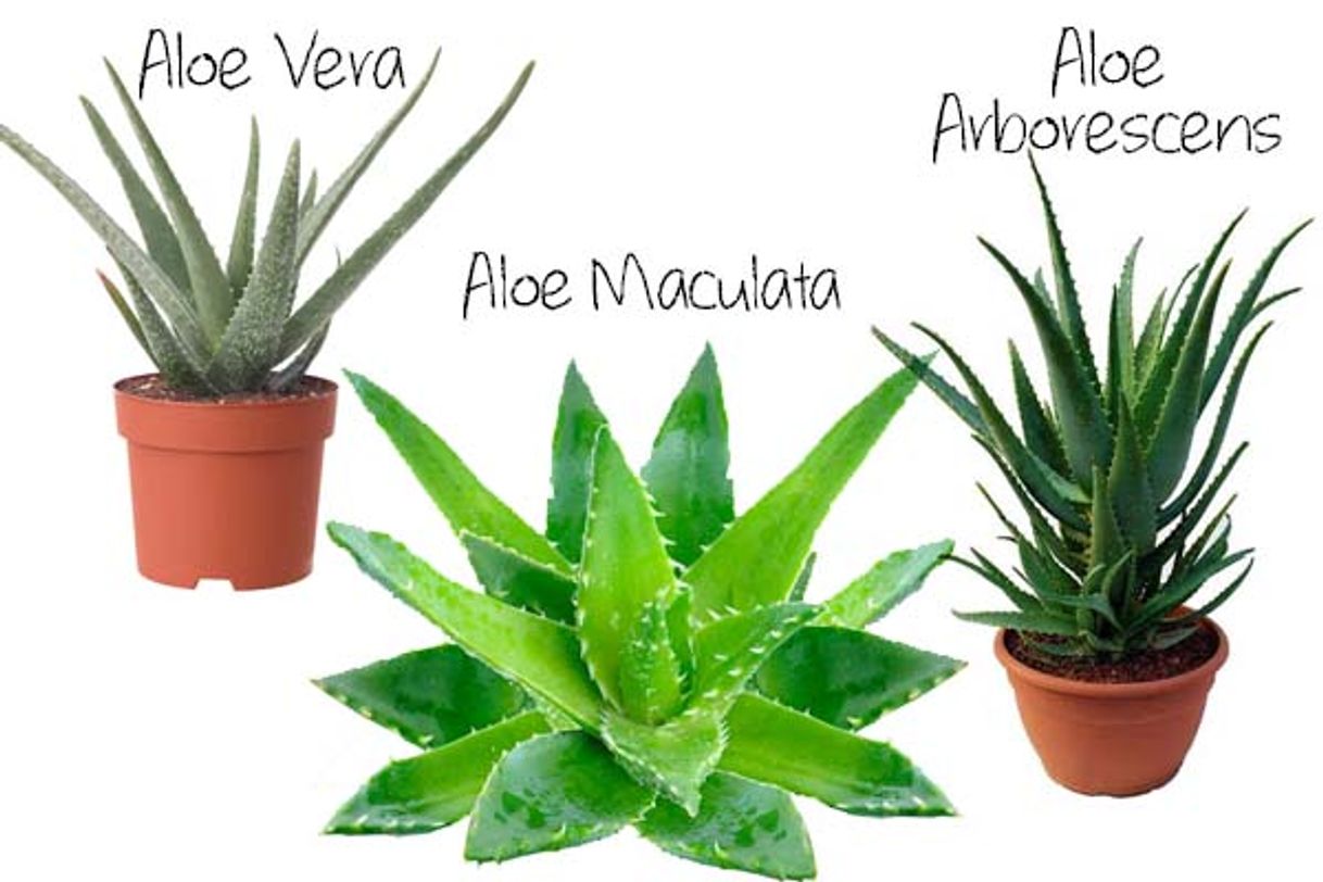 Fashion Babosa ou Aloe vera! 