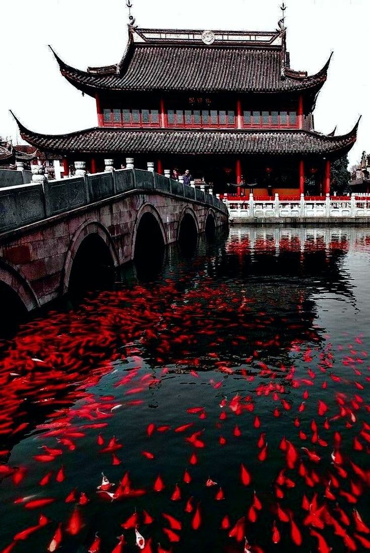Social China