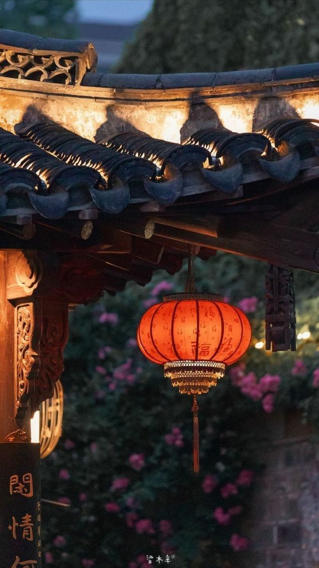 Social China 🐲