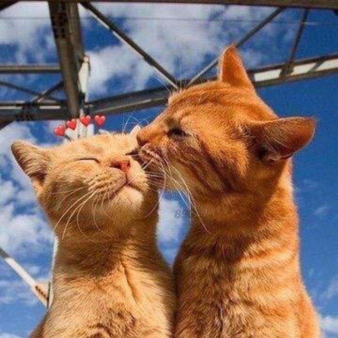 Social Animais