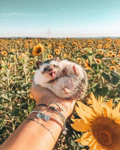 The world happiest hedgehog herbee