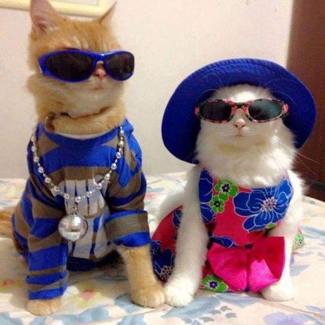 Moda gatinhos