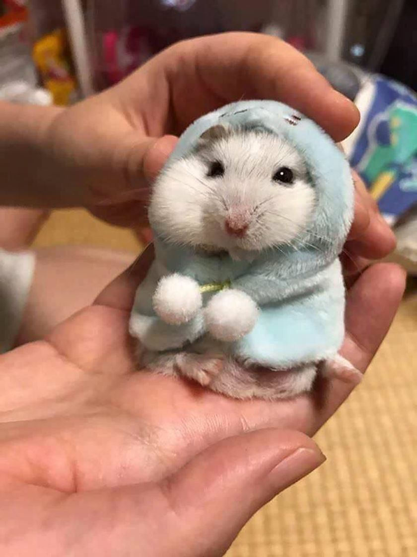 Fashion Hamster fofo