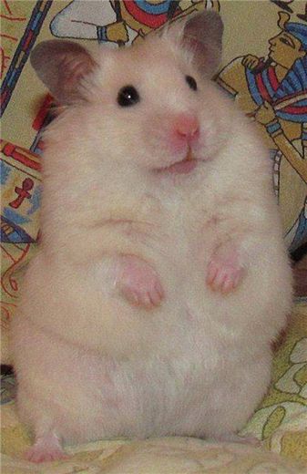 Hamster