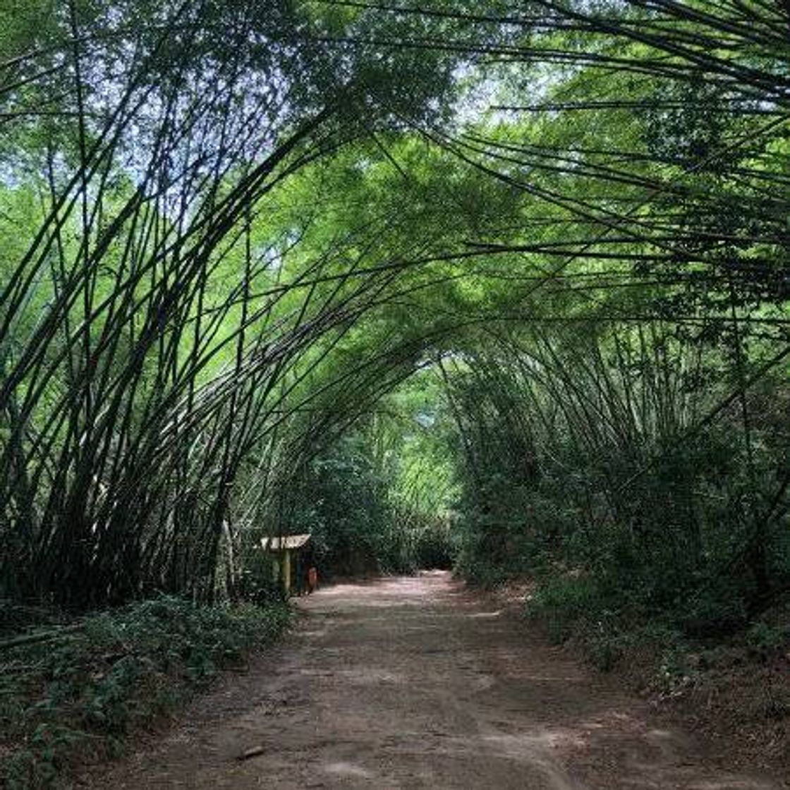 Lugar Parque Municipal de Maceió