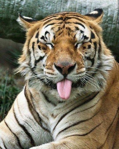 Tigre