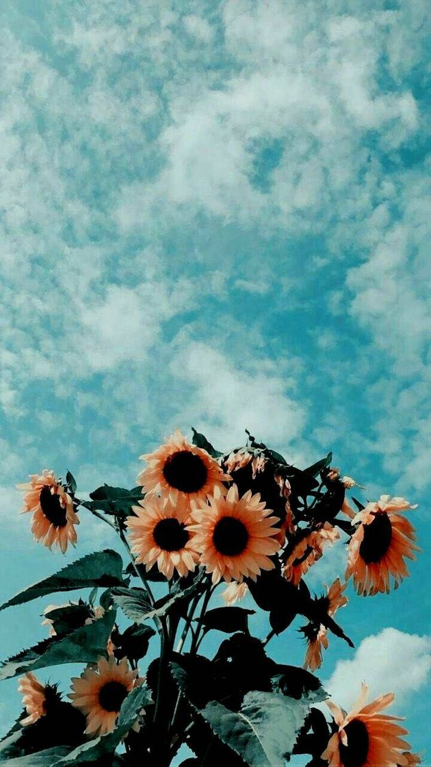 Moda Beautiful flowers🌻🌻 