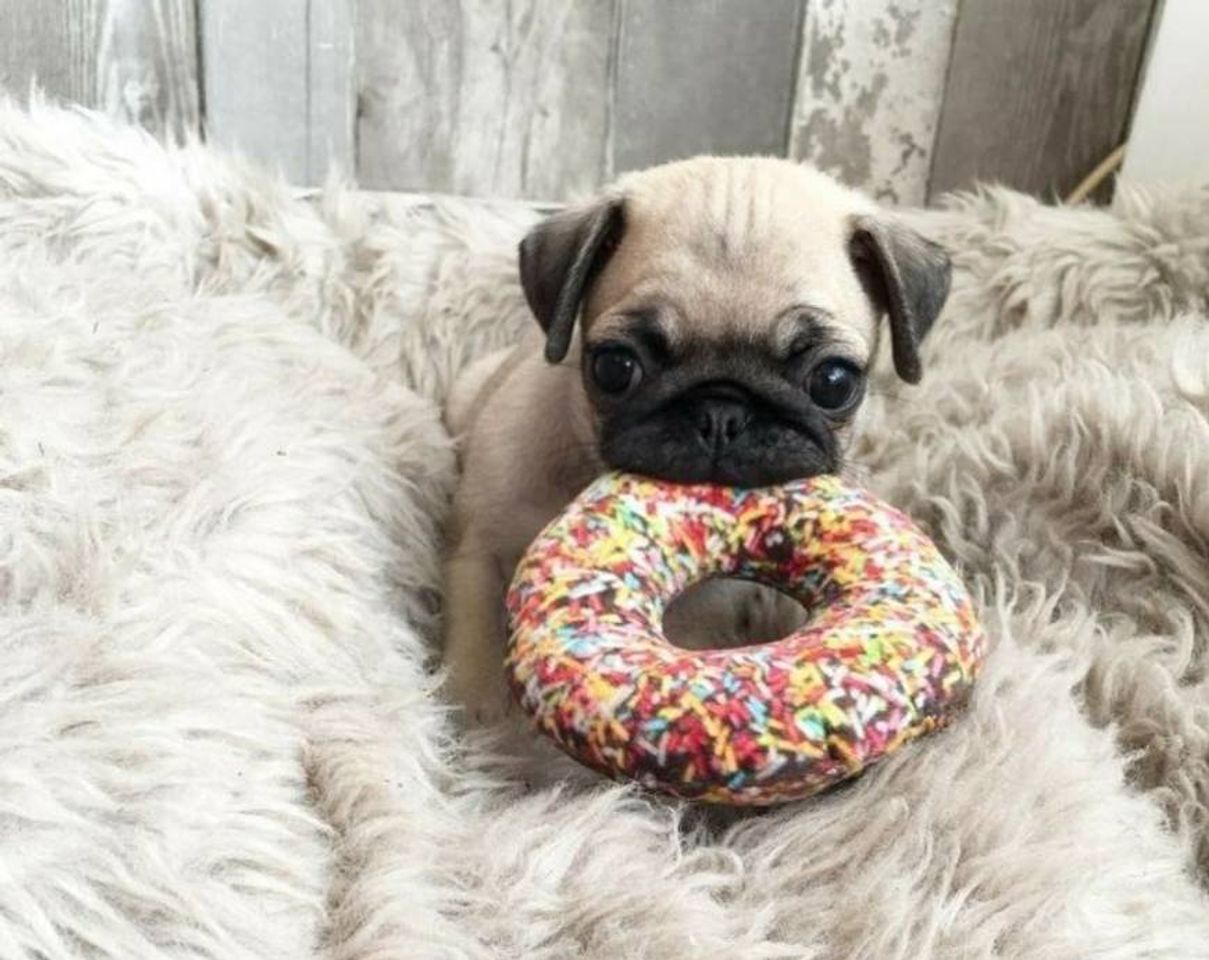 Moda Pug do Donuts