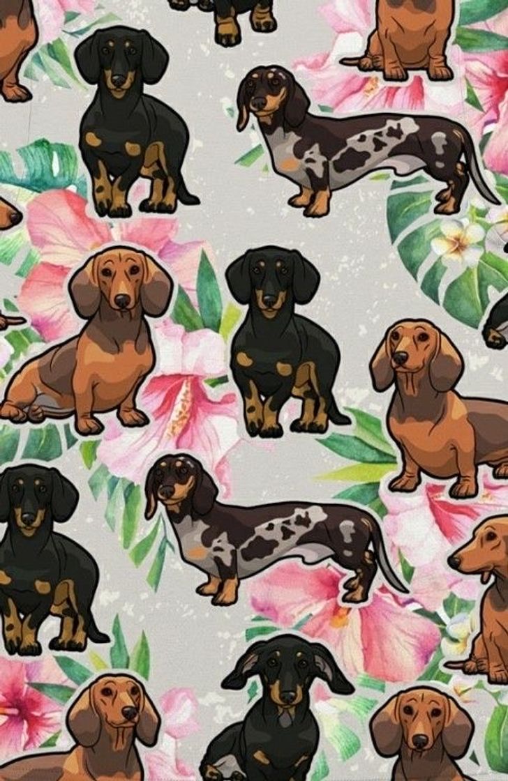 Fashion Wallpaper de cachorro salsicha 