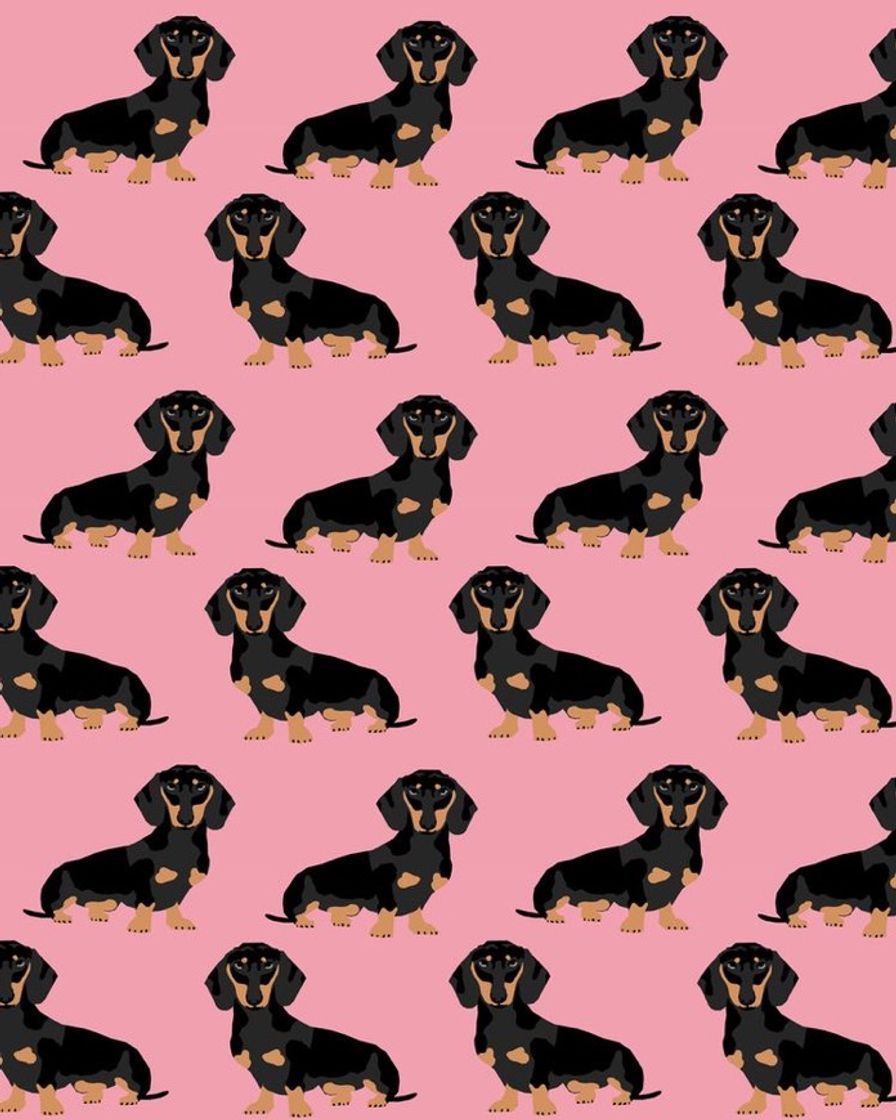 Fashion Wallpaper de cachorro salsicha 