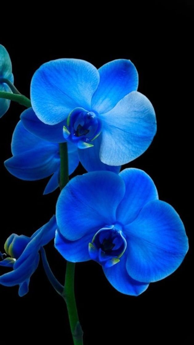 Moda Orquídea azul 