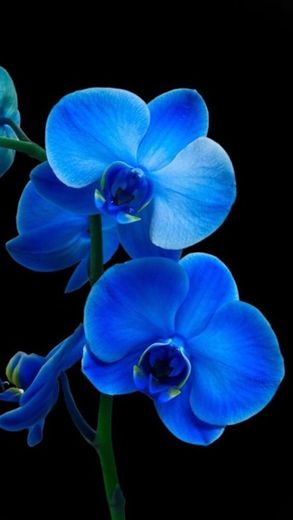 Orquídea azul 