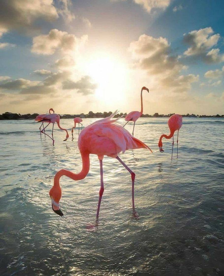 Moda Flamingos