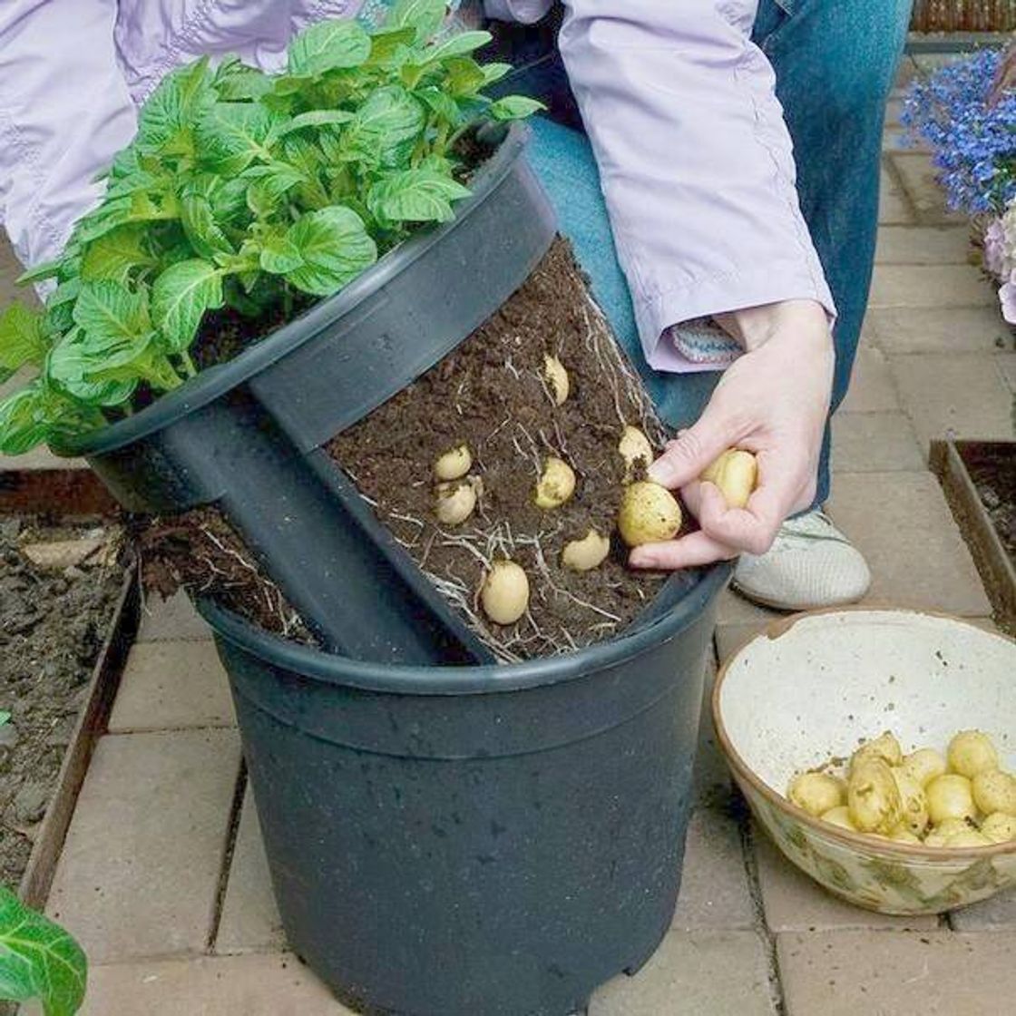 Moda Batatas em casa