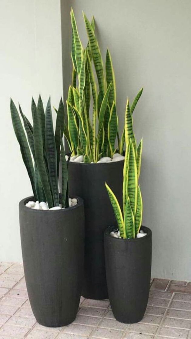 Social Sansevieria Trifasciata Laurentii Planta Natural de 35cm en Maceta de Cerámica Dracaena Trifasciata